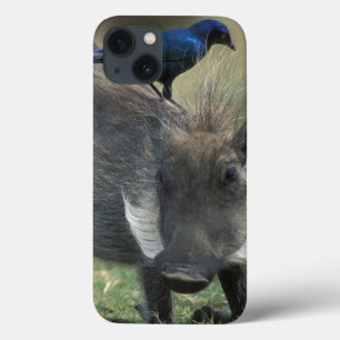 South Africa, Pilanesburg GR, Warthog iPhone 13 Case