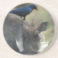 South Africa, Pilanesburg GR, Warthog