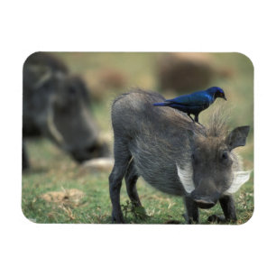 South Africa, Pilanesburg GR, Warthog Magnet