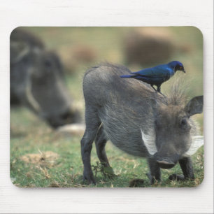 South Africa, Pilanesburg GR, Warthog Mouse Pad