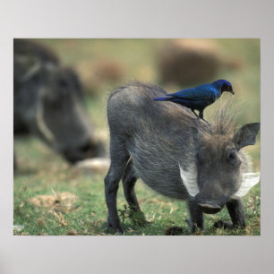 South Africa, Pilanesburg GR, Warthog Poster
