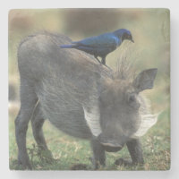 South Africa, Pilanesburg GR, Warthog