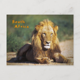 South Africa Postcard
