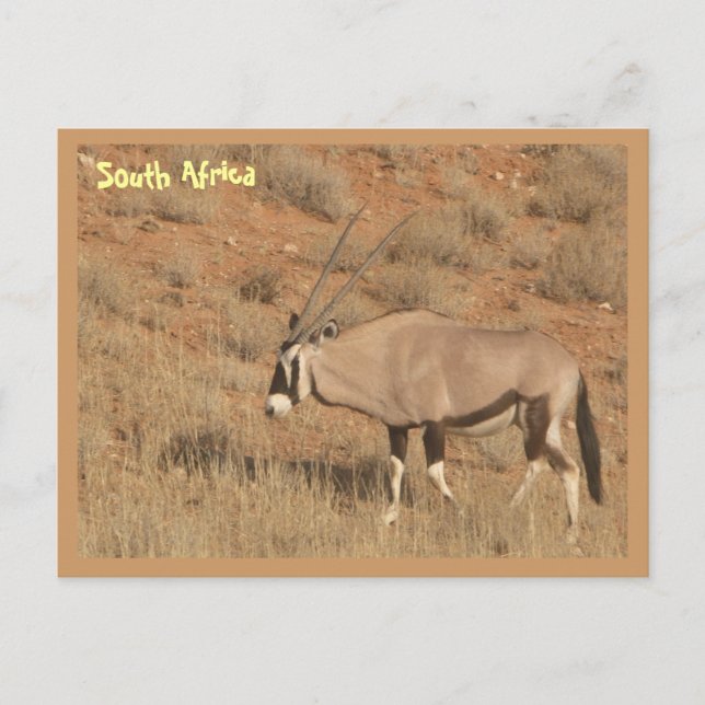 South Africa Postcard (Front)
