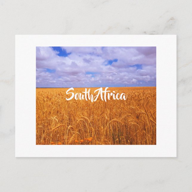 South Africa Rural Landscape Wheat Fields Postcar Postcard (Front)