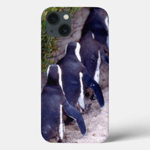 South Africa, Simons Town. Follow the leader. iPhone 13 Case