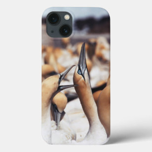 South Africa, Western Cape, High jinks iPhone 13 Case