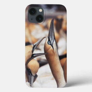 South Africa, Western Cape, High jinks iPhone 13 Case