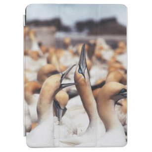 South Africa, Western Cape, High jinks iPad Air Cover