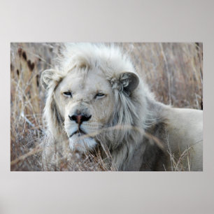 South Africa White Lion resting Poster
