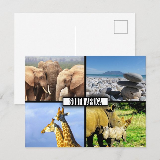 South Africa Wildlife Photo Collage Postcard (Front/Back)
