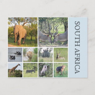 south african animals postcard