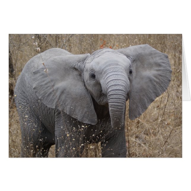 South African Baby Elephant (Front Horizontal)