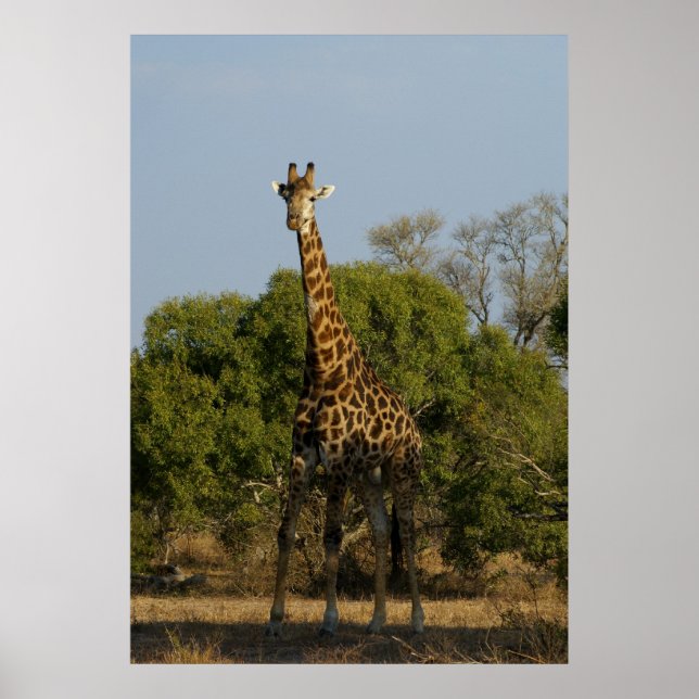 South African Giraffe Poster (Front)