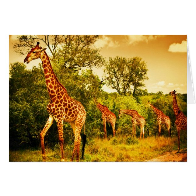 South African giraffes (Front Horizontal)