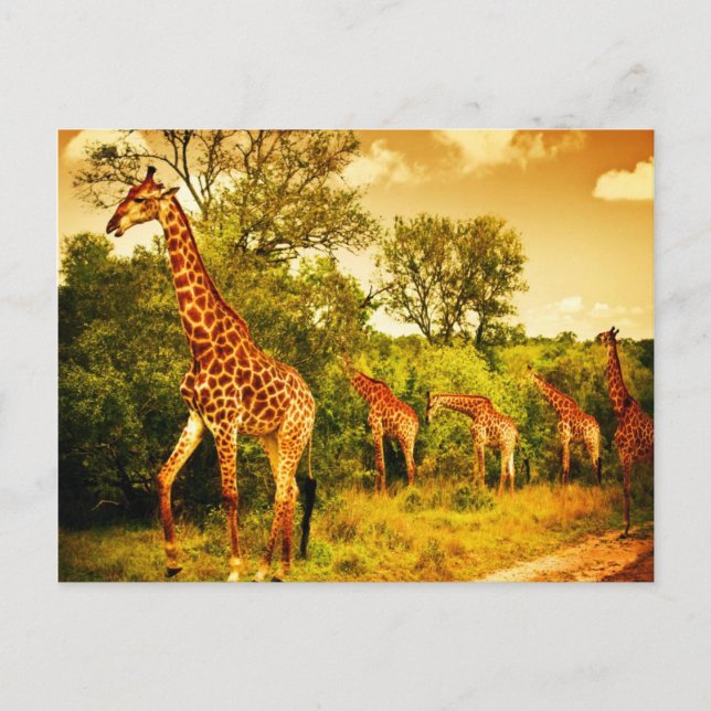 South African giraffes Postcard (Front)
