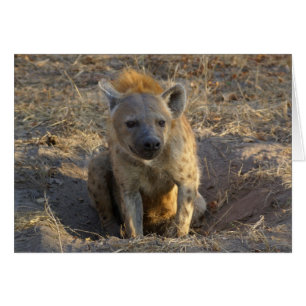 South African Hyena