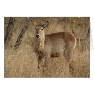 South African Impala