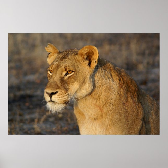 South African Lion Poster (Front)