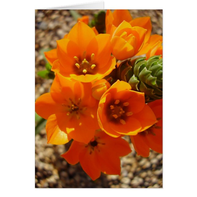South African Orange Star (Front)