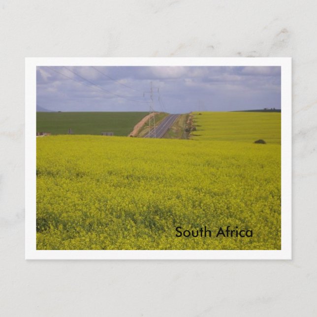 South African scenery Postcard (Front)