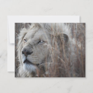 South African White Lion close up