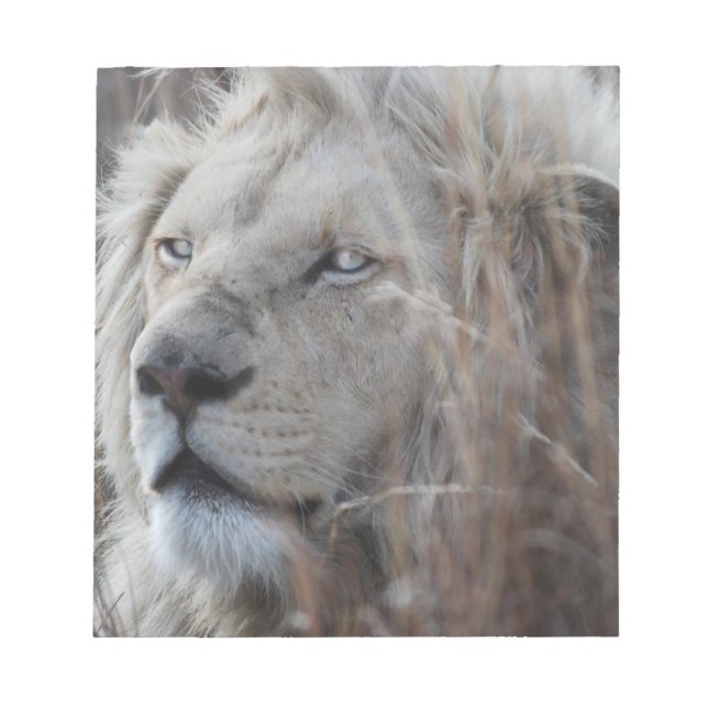 South African White Lion close up Notepad (Front)