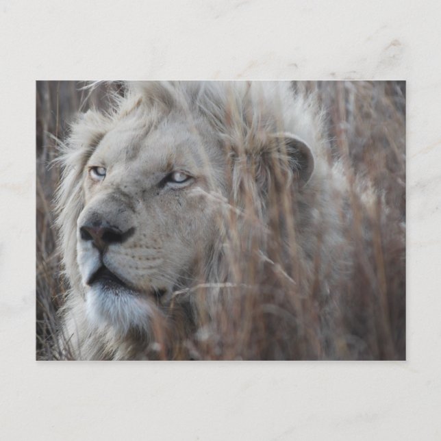 South African White Lion close up Postcard (Front)