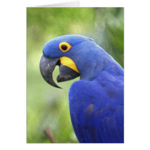 South America, Brazil, Pantanal