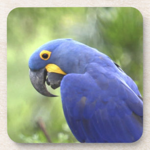 South America, Brazil, Pantanal Coaster