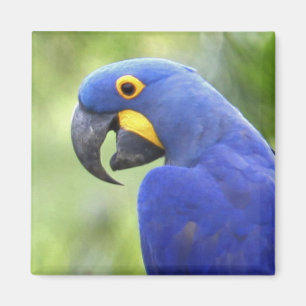 South America, Brazil, Pantanal Magnet
