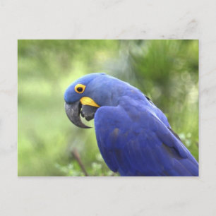 South America, Brazil, Pantanal Postcard