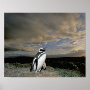 South America, Chile, Patagonia, Magellanes, Poster