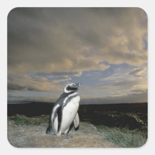South America, Chile, Patagonia, Magellanes, Square Sticker
