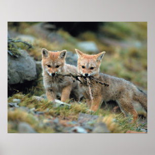 South America, Chile, Torres del Paine National Poster