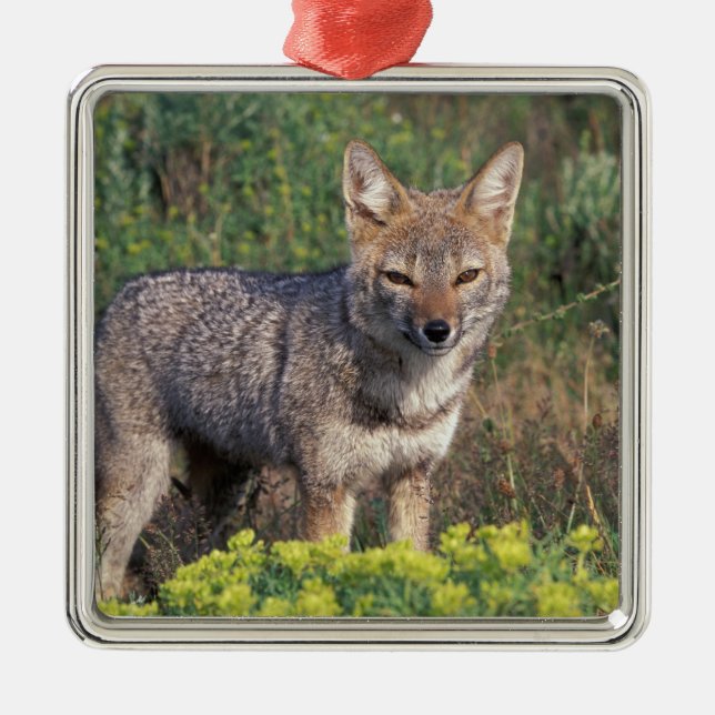 South America, Chile, Torres del Paine NP, Metal Tree Decoration (Front)