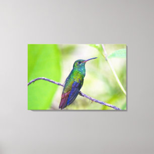 South America, Costa Rica, Sarapiqui, La Selva Canvas Print