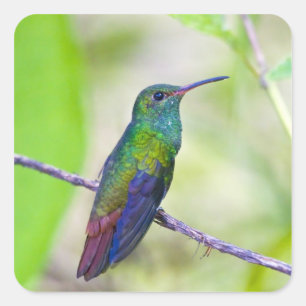 South America, Costa Rica, Sarapiqui, La Selva Square Sticker