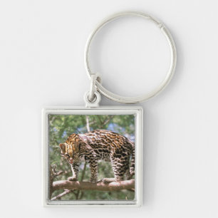 South America, Ecuador, Amazon. Ocelot Key Ring