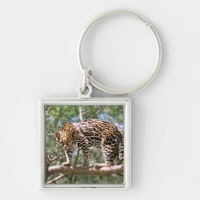 South America, Ecuador, Amazon. Ocelot Key Ring (Front)