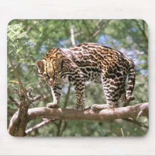 South America, Ecuador, Amazon. Ocelot Mouse Pad