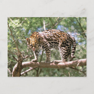 South America, Ecuador, Amazon. Ocelot Postcard