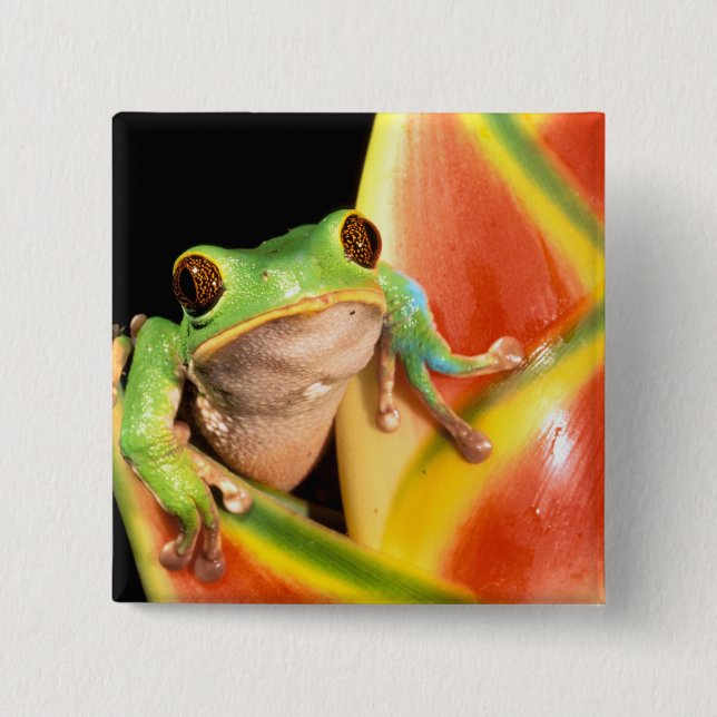 South America, Ecuador, Amazon. Tree frog 15 Cm Square Badge (Front)