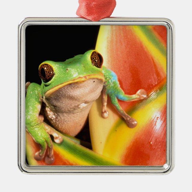 South America, Ecuador, Amazon. Tree frog Metal Tree Decoration (Front)