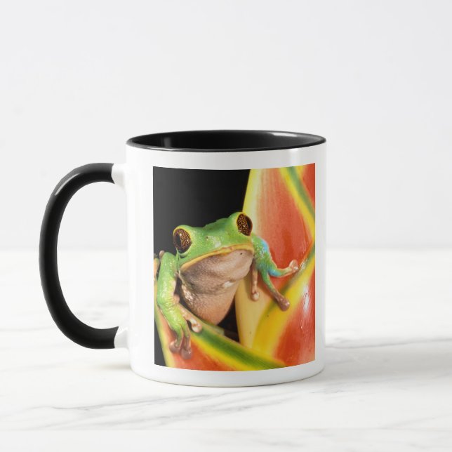 South America, Ecuador, Amazon. Tree frog Mug (Left)