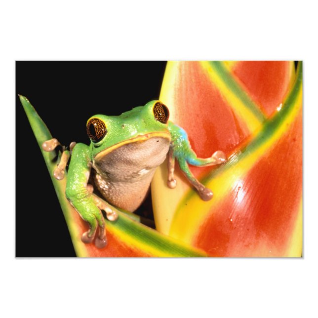 South America, Ecuador, Amazon. Tree frog Photo Print (Front)