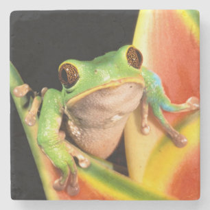 South America, Ecuador, Amazon. Tree frog Stone Coaster