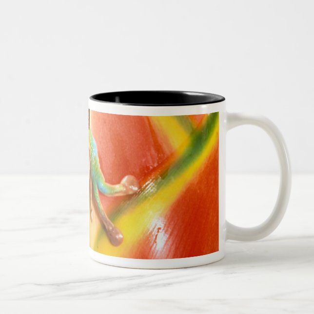 South America, Ecuador, Amazon. Tree frog Two-Tone Coffee Mug (Right)
