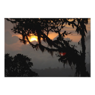 South America, Ecuador, cloud forest scene in Photo Print