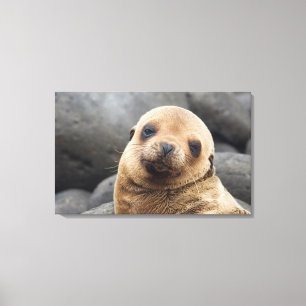 South America, Ecuador, Galapagos Islands Canvas Print